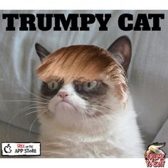 J'avais demandé au coiffeur un dégradé pas une frange.... Maintenant on va me prendre pour le fils de Trump!!! Grumpy Cat Images, Facts About Hair, Grumpy Kitty, Grumpy Cat Meme, Grumpy Cat Quotes, Angry Wolf, Cute Cat Memes, Interesting Science Facts, Cat Jokes