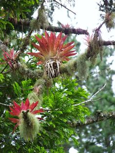 red and green flowers growing on the branches of trees with mossy leaves in the foreground