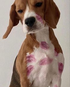 a brown and white dog with pink spots on it's face