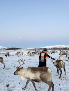 a man is herding reindeer in the snow