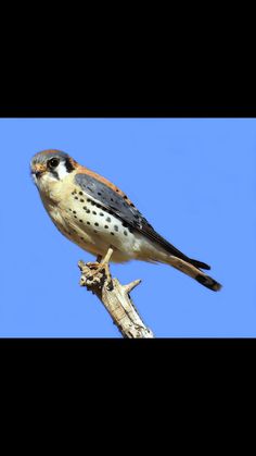 a bird sitting on top of a tree branch with a blue sky in the background