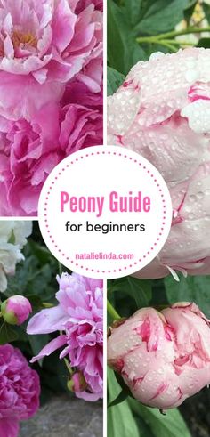 peony guide for beginners