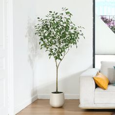 a living room with a couch and a potted plant