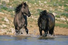 two horses are running through the water together