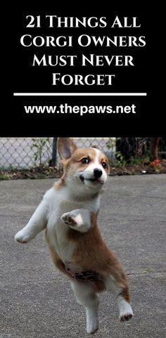 a brown and white dog jumping up into the air with its front paws in the air