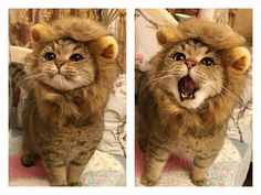 two pictures of a cat wearing a lion costume with caption that reads, gaoww dua thoi ding so