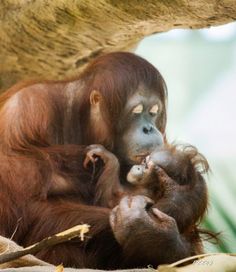 an adult orangutan holding its baby in it's arms