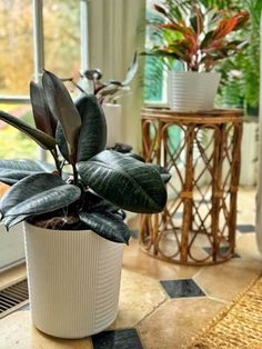 a potted plant sitting on top of a tiled floor in front of a window