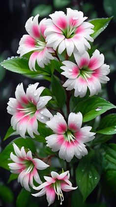 white and pink flowers with green leaves in the background