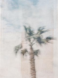 a palm tree in front of a cloudy sky