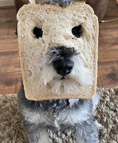 a dog with a piece of bread on it's face