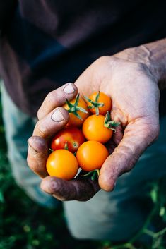 a person holding several tomatoes in their hands