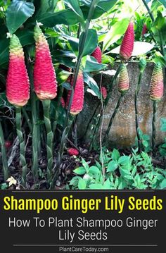 a bunch of flowers that are growing in the dirt with text overlay reading shampoo ginger lily seeds how to plant shampoo ginger lily seeds