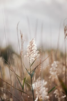 some very pretty flowers in the middle of a grassy field with sky in the background