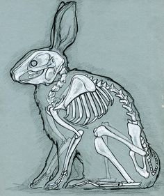 a drawing of a rabbit skeleton sitting on the ground