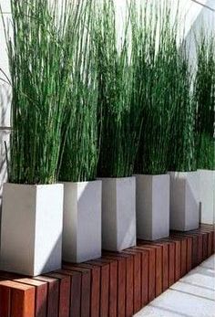 several planters are lined up on the side of a building with tall grass growing out of them