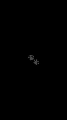 an animal's footprints are seen in the dark