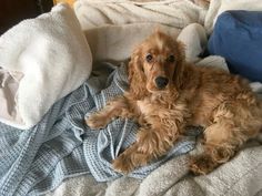 English Cocker Spaniel Aesthetic, Nectarine, Cat Sitting, Cute Cats And Dogs