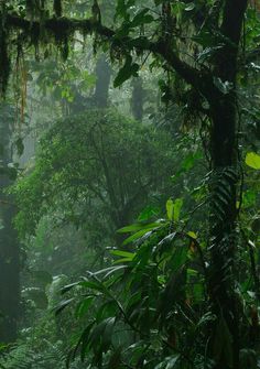 Plant Rain Aesthetic, Tropical Rain Forest Aesthetic, Jungle Astethic, Tropical Plants Aesthetic, Lush Forest Aesthetic, Castaway Aesthetic, Tropical Forest Aesthetic, Tropical Rainforest Aesthetic, Rain Nature Aesthetic