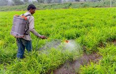 a man spraying pesticide in a field