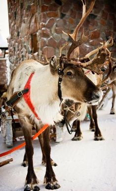 two reindeers are tied to their sleigh in the snow with no one on them