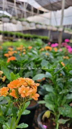 an orange flower in a greenhouse with other plants