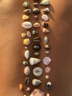 several seashells are arranged in the shape of an arrow