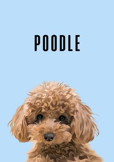 a brown dog sitting on top of a blue floor next to the words poodle