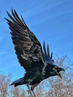 a large black bird flying through the air