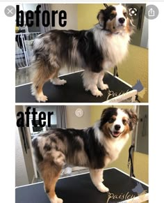 a collage of two pictures showing the same dog before and after grooming