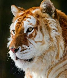 a close up of a tiger looking at the camera