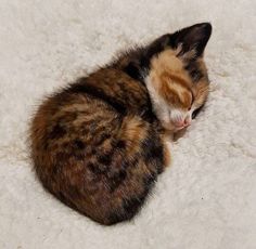 a cat curled up sleeping on top of a white rug in the middle of the floor