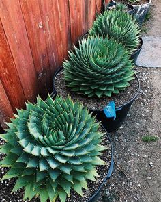 three large green plants in black planters next to a wooden fence