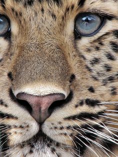 a close up of a leopard's face with blue eyes