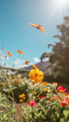 two butterflies are flying over the flowers in front of some trees and bushes on a sunny day