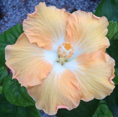 a large yellow flower with green leaves around it