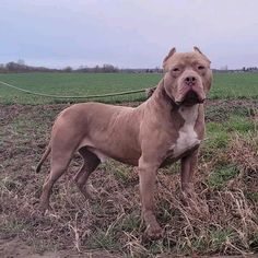 a brown dog standing on top of a grass covered field