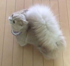 This Cat Has A Majestic Woolly Squirrel-Like Tail