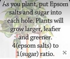 a plant with the words as you plant, put epsom salts and sugar into each hole