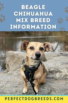 a brown dog sitting on top of a rock next to a body of water with the words beagle chihuahua mix breed information