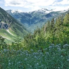 the mountains are covered in green and white flowers