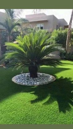 a palm tree sitting in the middle of a lush green yard