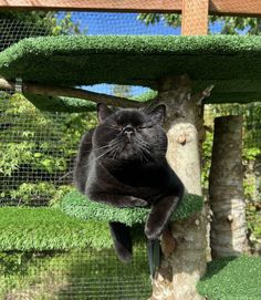 a black cat laying on top of a tree in a caged area with grass