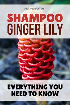 a red flower with the words, shampoo gingerlily everything you need to know