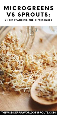 sprouts on a wooden spoon with the words microgreens vs sprouts