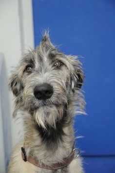 a gray and white dog sitting in front of a blue door with his head turned to the side