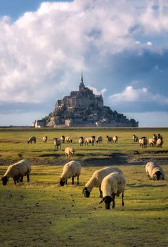 sheep graze in an open field with a castle in the background