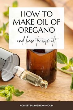 How to make oregano oil at home.  Learn how to make your own oregano oil to use as an herbal remedy or cooking. Making oregano oil at home is easy. Learn about oregano oil benefits and how to use oregano oil. This oil of oregano recipe needs to sit for 4 to 6 weeks to infuse. How to make oregano oil with dried oregano and either olive oil or fractioned coconut oil. Use oregano oil benefits for colds and other minor ailments for homeopathic treatments. How to make DIY homemade oregano oil. Oil Of Oregano Benefits, Make Oregano Oil, Oregano Benefits, Herbal Oil Recipes, Oil Of Oregano, Oregano Oil Benefits, Oregano Essential Oil