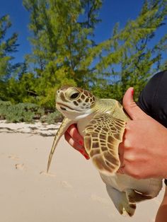 a person holding a baby turtle in their hand on the beach with trees in the background