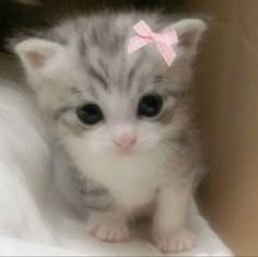 a small kitten with a pink bow on its head